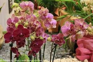 orchidées à Menton