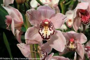 festival des orchidées